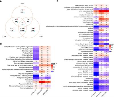 Comparative transcriptome analysis reveals the molecular mechanism of heat-tolerance in Neopyropia yezoensis induced by Sargassum horneri extract